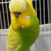 جفت مرغ عشق انگلیسی ( هلندی )