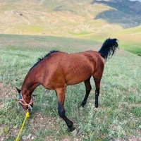 اسب|اسب و تجهیزات اسبسواری|صومای برادوست, |دیوار