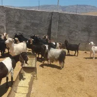 بز،چاق