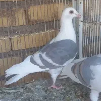 کبوتردسته ۱۶تایی پشت کویتی کفتر پشت گراف پلاکی