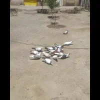کفتر|پرنده|بروجرد, |دیوار
