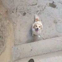 سگ پاپی حرف گوش کن