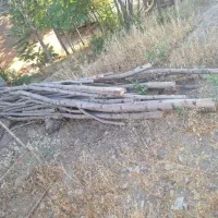 چوب داربست