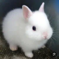 خرگوش اهلی