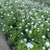 سفیذ|گل و گیاه طبیعی|شهر ری, بازار گل خاوران|دیوار
