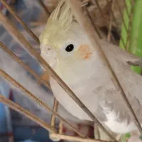 عروس هلندی