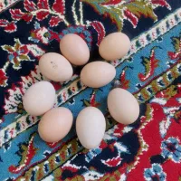 تخم مرغ خانگی کاملا سالم با کندم علف