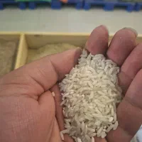 برنج مشابه علی کاظمی