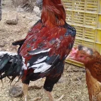 لاری|حیوانات مزرعه|مشهد, تبادکان|دیوار