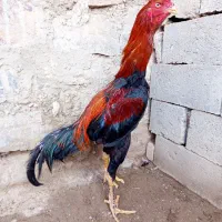 خروس لاری نسل قدیم