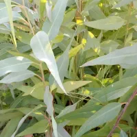 درخت بید یا اکالیپتوس