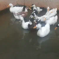 اردک مگ مگی|حیوانات مزرعه|رویان, |دیوار