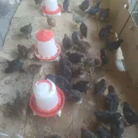 دستگاه جوجه کشی ۲۱۰تایی هدایت