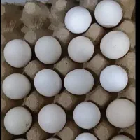 نطفه دار