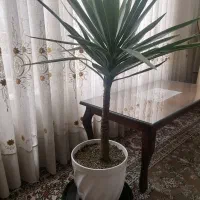 یوکا آپارتمانی