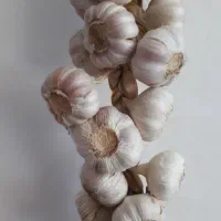 سیر محلی اورگانیک