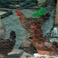 مرغ