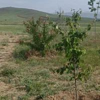 فروش-قطعه-باغ-هزار-متری