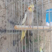 عروس هلندی