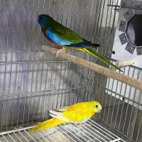 طوطی نعوفما کمیاب