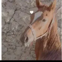 اسب