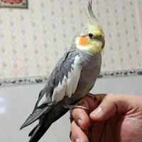 پرنده