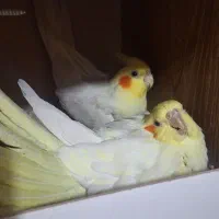 عروس هلندی ماده رو تخم