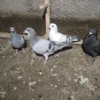 جوجه. سبز زاغ.