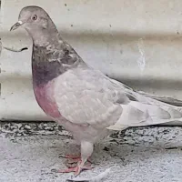 کفتر
