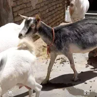 فروش ۱۰راس بز سانن