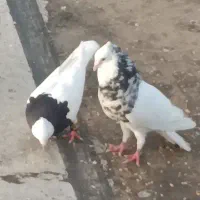 طوقی