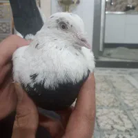 کبوتر پرشی