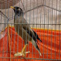 مرغ مینا سخنگو