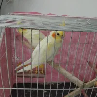 عروس هلندی