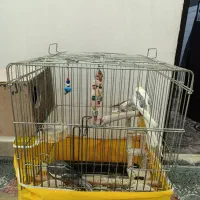 عروس هلندی
