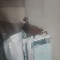 کبوتر سرخ سالم