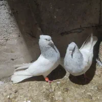 کله ای
