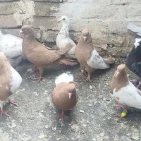 کفتر