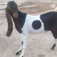 بزپازن