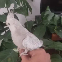 عروس هلندی