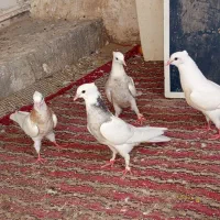 ساعت طوقی و پاکستانی