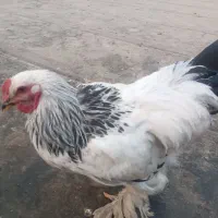 خروس برهما