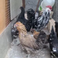 مرغ خروس گلین