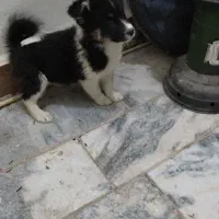 سگ پامر شیتزو