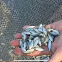 توزیع ماهیان پرورشی