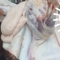 دنبه و پی گوسفندی