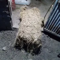 سرچینا