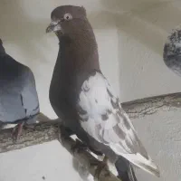 کبوتر بالا روو