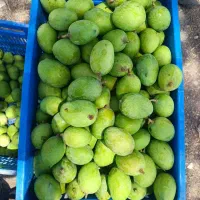فروش انبه