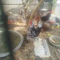 فروش خوروس گلین فقط فقط 900